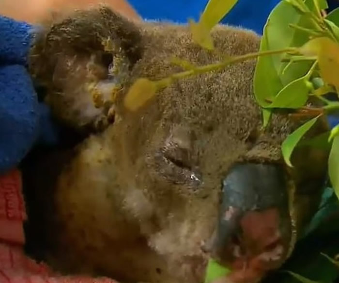 不少树熊在火灾中受伤。