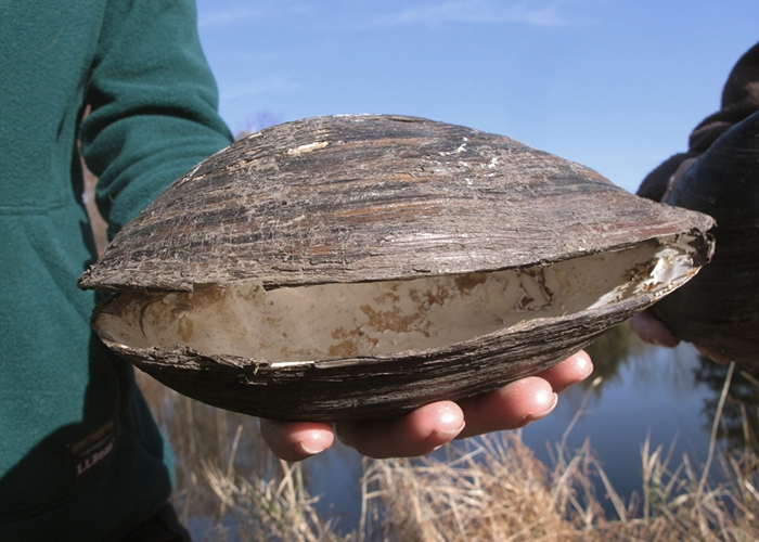 贻贝近乎足球般大。