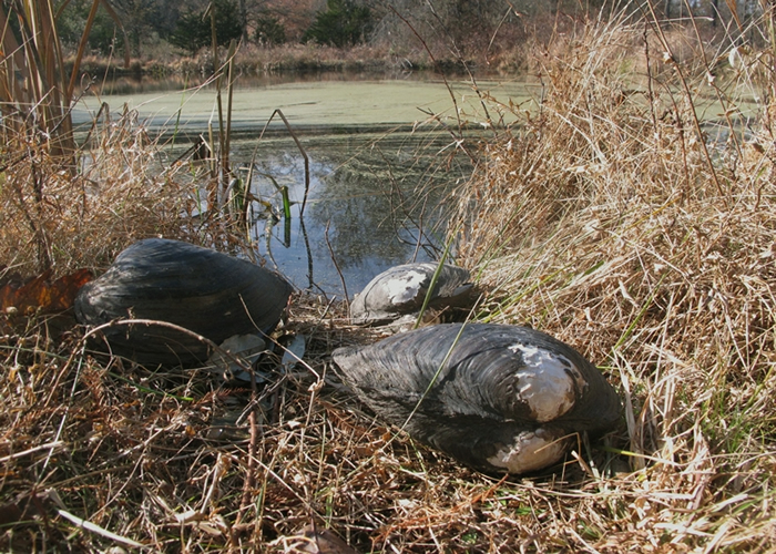 官员在鱼塘发现来自中国的超大贻贝。