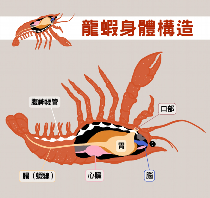 龙虾一样有神经管,把牠翻过来,神经管在上、肠子在下,很像脊索动物。 图说设计│黄晓君、林洵安