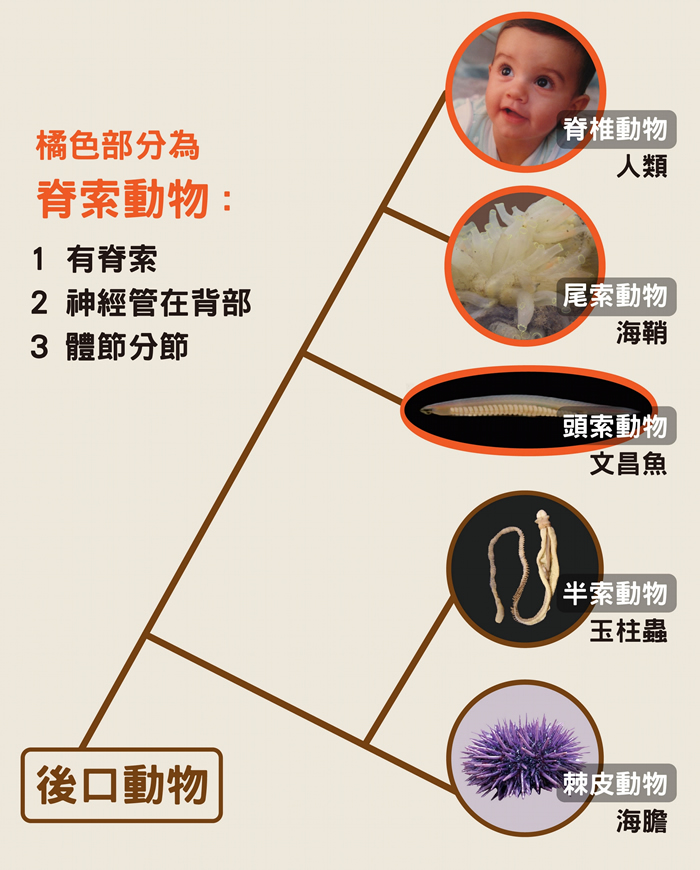 脊索动物和玉柱虫都属于后口动物。 若胚胎发育出现的第一个开口变成嘴巴,称为原口动物,若第一个开口变成肛门,肠子往前触到另一边打开成为嘴巴,称为后口动物,像海胆、