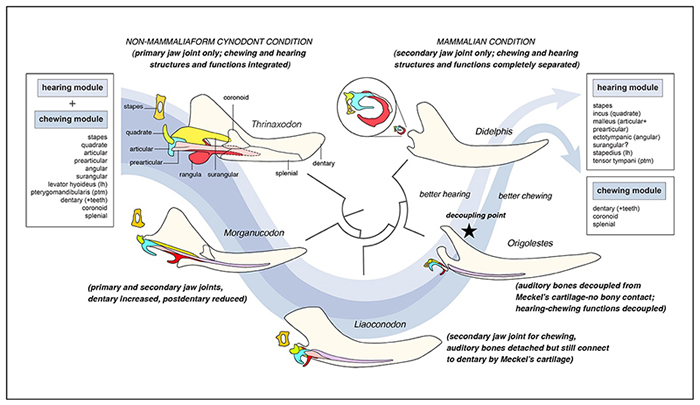 哺乳动物(兽类)听觉和咀嚼形态功能模块式演化分离示意图 (毛方园 供图)