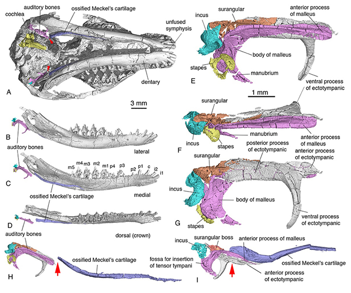 李氏源掠兽中耳、内耳、麦氏软骨的形态和解剖学位置。H, 箭头指向听骨与麦氏软骨分离点。I,箭头指向辽尖齿兽过渡型中耳听小骨和麦氏软骨的骨连结 (毛方园 供图)