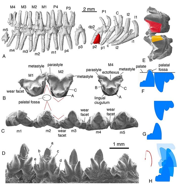 李氏源掠兽(Origolestes lii)牙齿形态、磨蚀细节和咬合运动关系 (毛方园 供图)