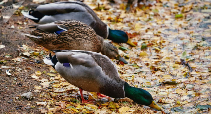 俄罗斯莫斯科自然”生态中心主任建议市民用浆果和乳酪喂养在些过冬的鸟类