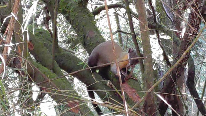 ̨����ɽ���ҹ�԰�ƺ������ճ��Ϲ�ǻ�ץ������ȥ������