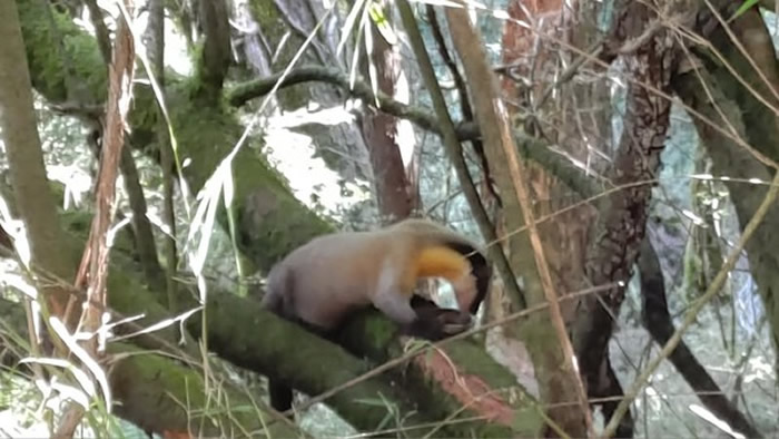 ̨����ɽ���ҹ�԰�ƺ������ճ��Ϲ�ǻ�ץ������ȥ������