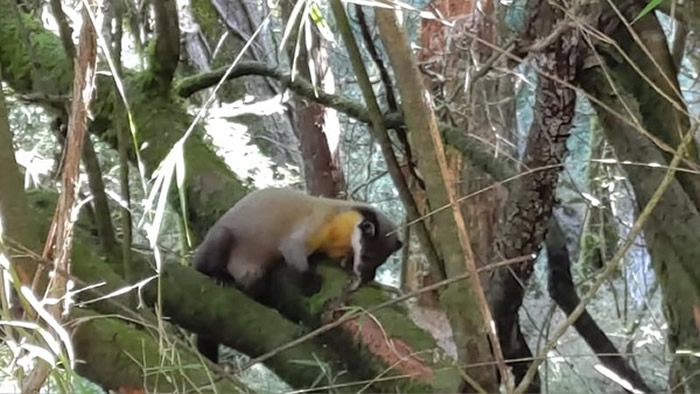 ̨����ɽ���ҹ�԰�ƺ������ճ��Ϲ�ǻ�ץ������ȥ������