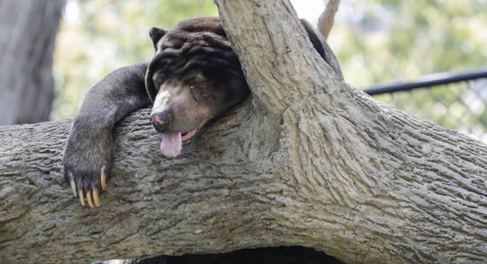 一头黑熊跑到日本新潟县南鱼沼郡一家诊所仓库内冬眠