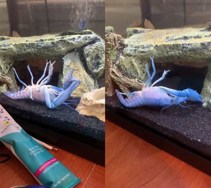 美国水族箱中一只蓝色小龙虾四脚朝天不停抽搐 原来自己左螯足夹住右螯足