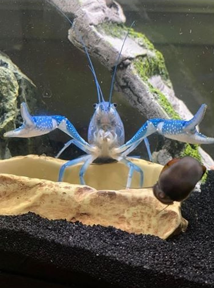 美国水族箱中一只蓝色小龙虾四脚朝天不停抽搐 原来自己左螯足夹住右螯足
