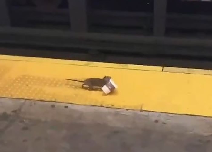 ŦԼ³վһֻֽ ѣϰ򿧷