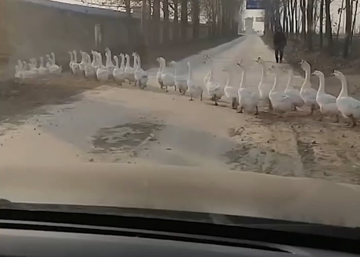安徽省阜阳市司机遇上千只鹅排队过路 等15分钟仍不见尽头