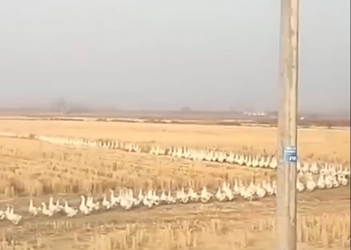 安徽省阜阳市司机遇上千只鹅排队过路 等15分钟仍不见尽头