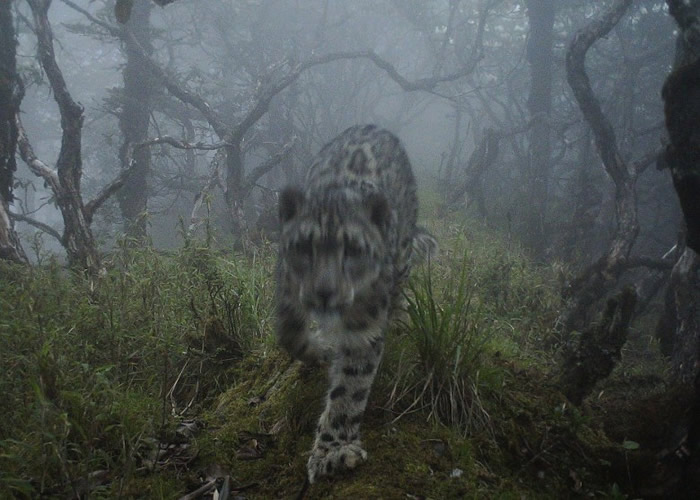 ĴȻ״ηѩڴèϢغڳû