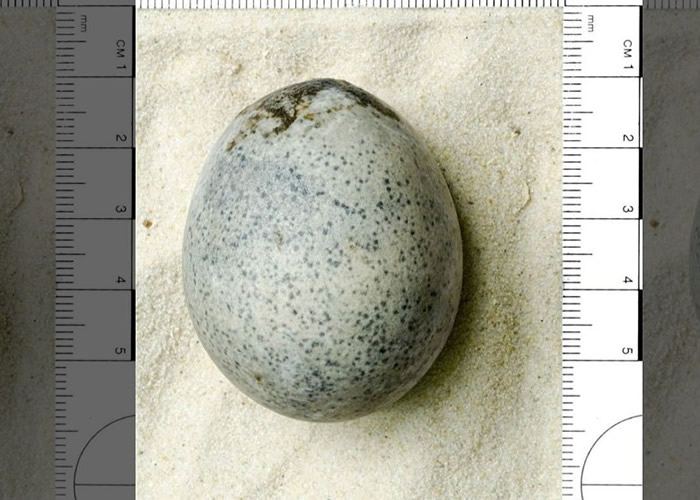 Ӣ��ţ���ѧ�����Ŷ���Ӣ�����׽𺺿���ַ�ھ��һ��1700��ǰ��������