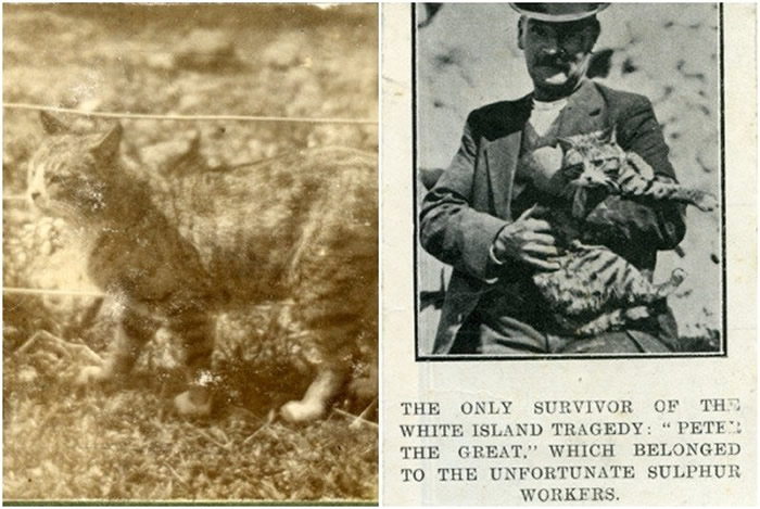 ��������Σ�ջ��ص���ɽ���� ʷ�ϴ��緢�����10����ȫ�����һ����ʣһֻè