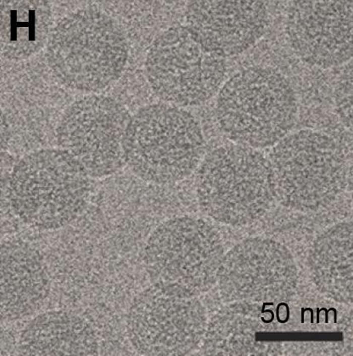 发现新的昆虫特有病毒 可被改造成能包含引起诸如寨卡和黄热病等疾病相关病毒的基因