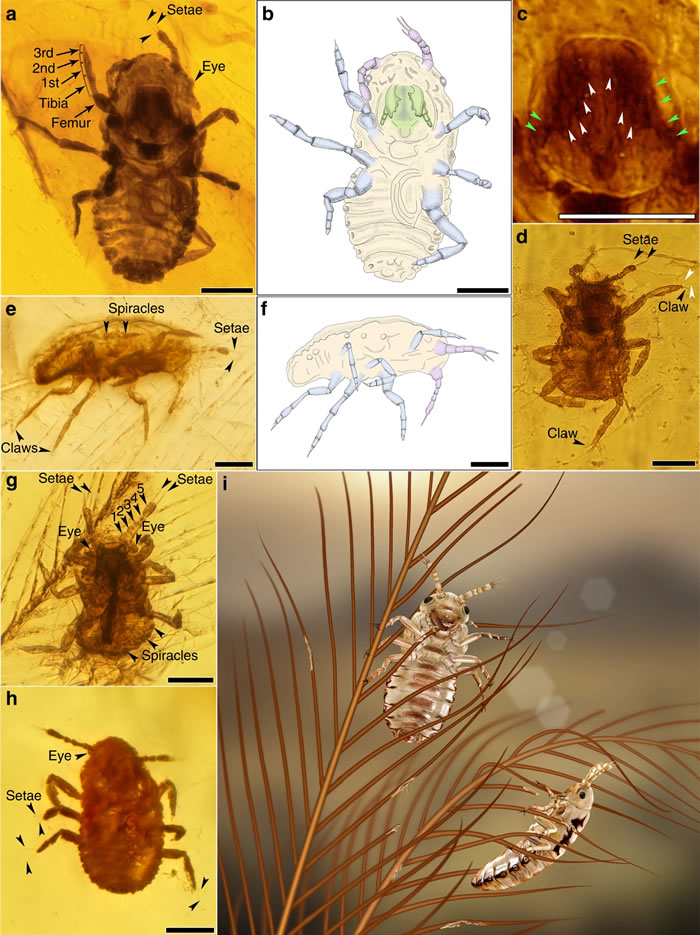 白垩纪中期琥珀中取食恐龙羽毛的新昆虫——恩氏中生食毛虫(Mesophthirus engeli)