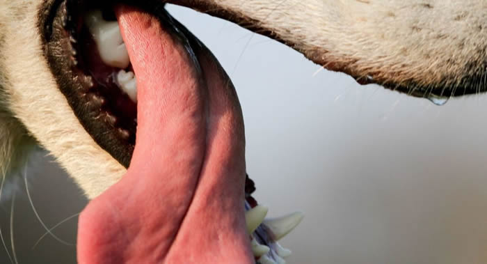 ��ɫ��86���ϸ���С����ź��ȾΣ�ղ�������Ȯ�����