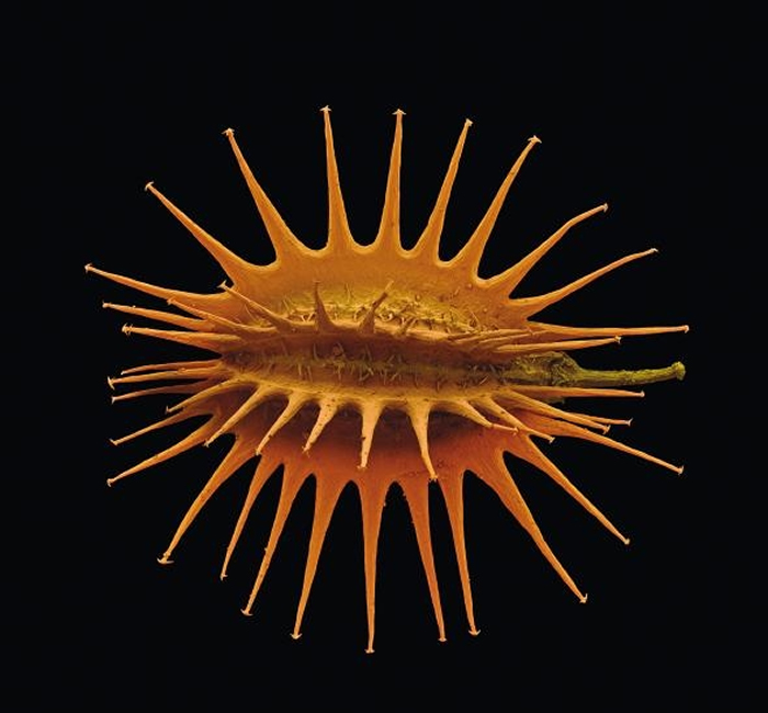 一颗野生红萝卜种子的彩色扫描。 考察队伍中的研究人员在葡萄牙找到一种野生红萝卜,它能够忍受盐土,目前正被研发成能在孟加拉国国栽种的作物。 PHOTOGRAPH