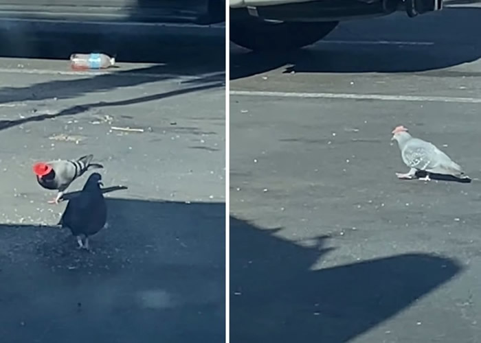 美国拉斯维加斯两只鸽子戴着牛仔帽 网民忧是被整蛊