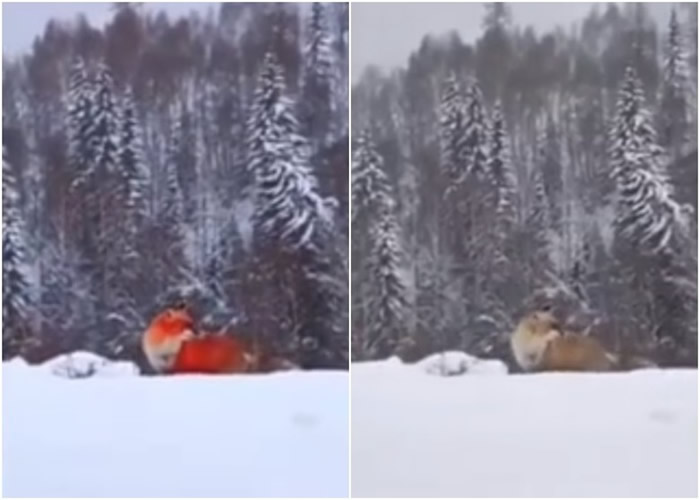 黑龙江漠河市“火狐狸”短片爆红被揭造假 官媒道歉:核实不够严谨