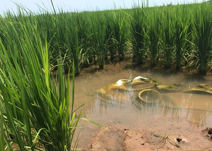 ��ˮ����ֲ����ɹ� ƽ��Ķ����400����