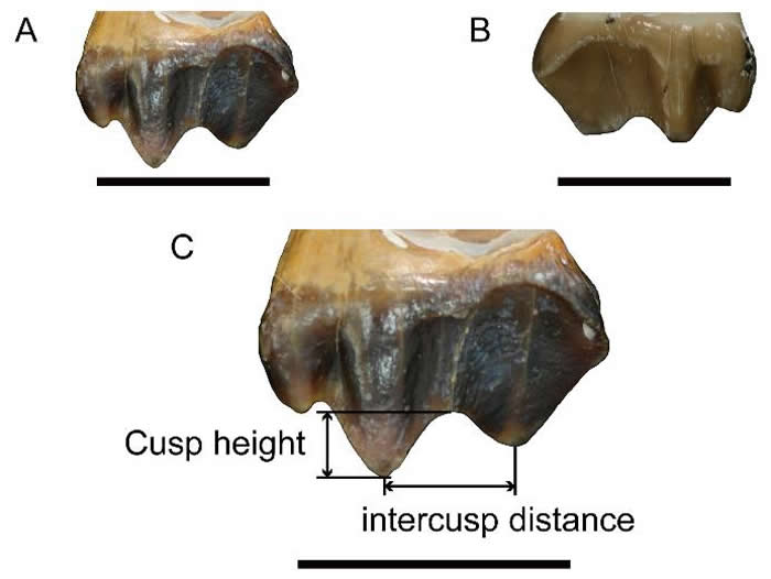施氏貘上第二臼齿(M2)(颊侧视)
