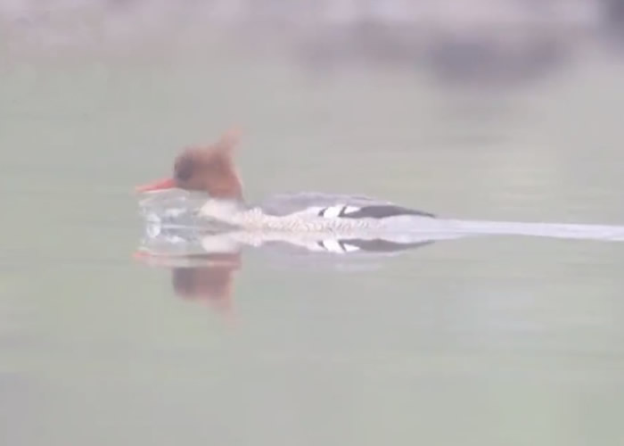 �����з��ֽ�30ֻ�����С�����è��֮�Ƶ��л���ɳѼ ȫ�����1000��ֻ