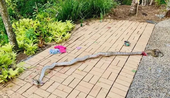 澳大利亚4.5m巨蛇试图把4岁小童拖到灌木丛里 爸爸拳头狂揍将大蛇打死