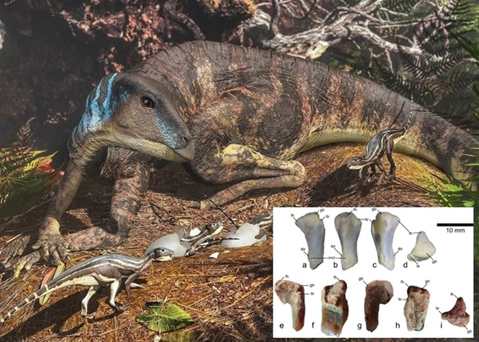 �Ĵ����Ƿ��ֵ�2.5���׻�ʯ�ֹǽ�1����ǰ�ϼ�������̬