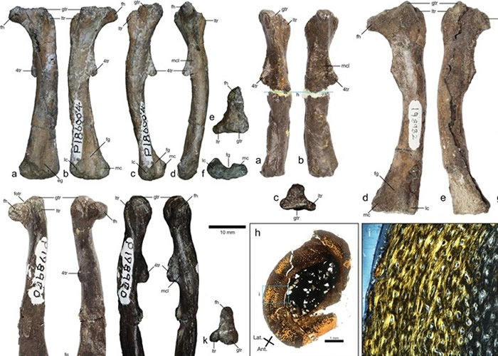 �Ĵ����Ƿ��ֵ�2.5���׻�ʯ�ֹǽ�1����ǰ�ϼ�������̬