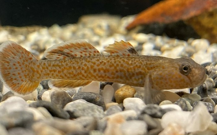 台湾发现世界新物种!阳明山国家公园发现“鰕虎科”新物种——阳明山吻鰕虎