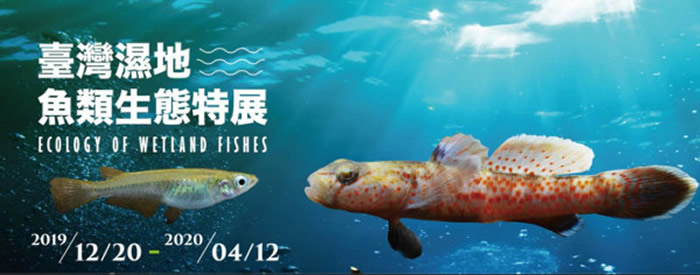 台湾发现世界新物种!阳明山国家公园发现“鰕虎科”新物种——阳明山吻鰕虎