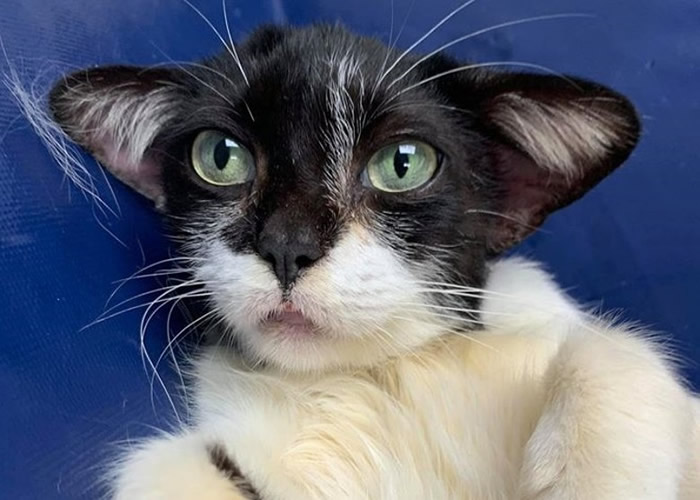 ��������������������è���ơ��������ˡ��ȴﱦ�� �ɰ�ģ���Ե�����