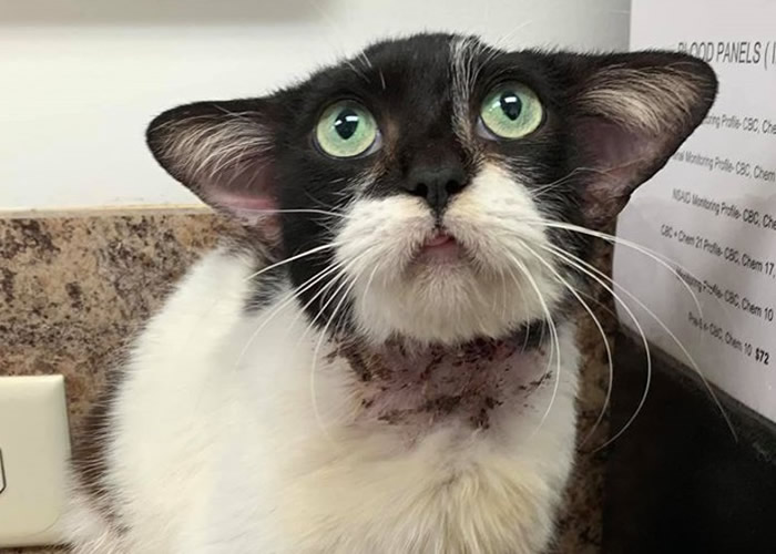 ��������������������è���ơ��������ˡ��ȴﱦ�� �ɰ�ģ���Ե�����