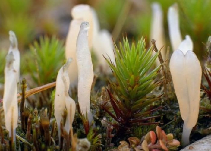 Ӣ���ո����ߵ���Ȼ��������һ�η���ϡ�п�״���¡�Multiclavula corynoides��