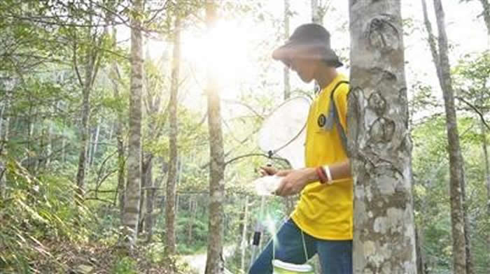 15岁高中生宋丞峻在琥珀中发现恐龙时代昆虫新物种——齿胸波眼甲(Notocupes denticollis)