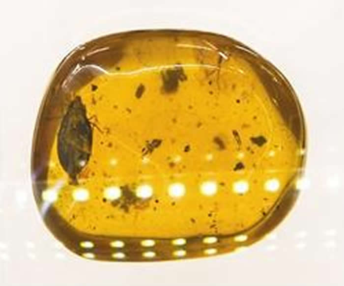 12月23日,中关村图书大厦石探记博物科学馆,展出琥珀内发现的新物种——齿胸波眼甲。新京报记者 陶冉 摄