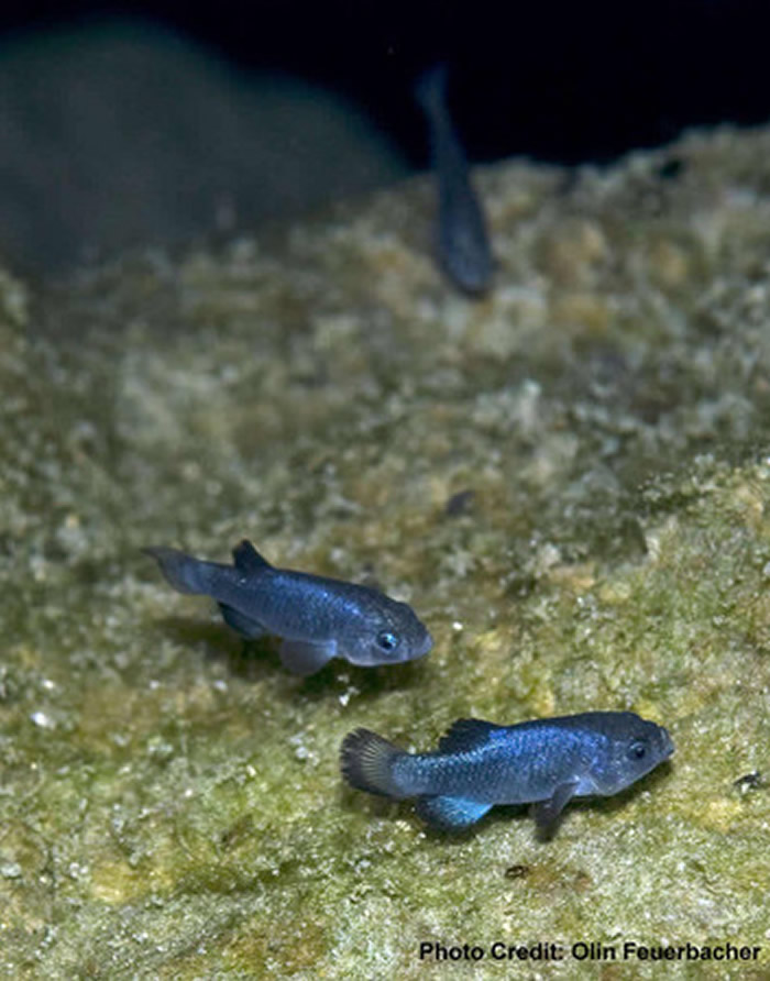 �����ڻ�����������ħ������ħ�F��ȫ�����38ֻ ��������ο�Ż�º���