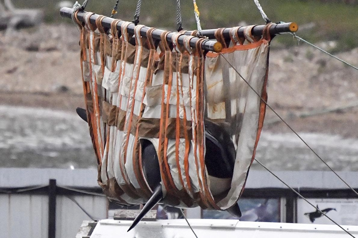 在遭到捕捉并关在结冰的「鲸鱼监狱」数个月后,将近一百头鲸鱼与虎鲸重返野外。 本照片显示其中一头虎鲸被人以吊索吊起,准备运往鄂霍次克海的野放地点。 PHOTOGR