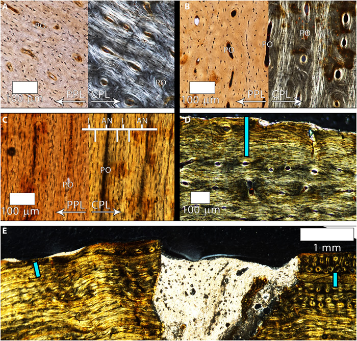 �Ƿ�������С�Ż�ʯ�걾���ǲ�ͬ���İ�����������ֻ�Ǻ���