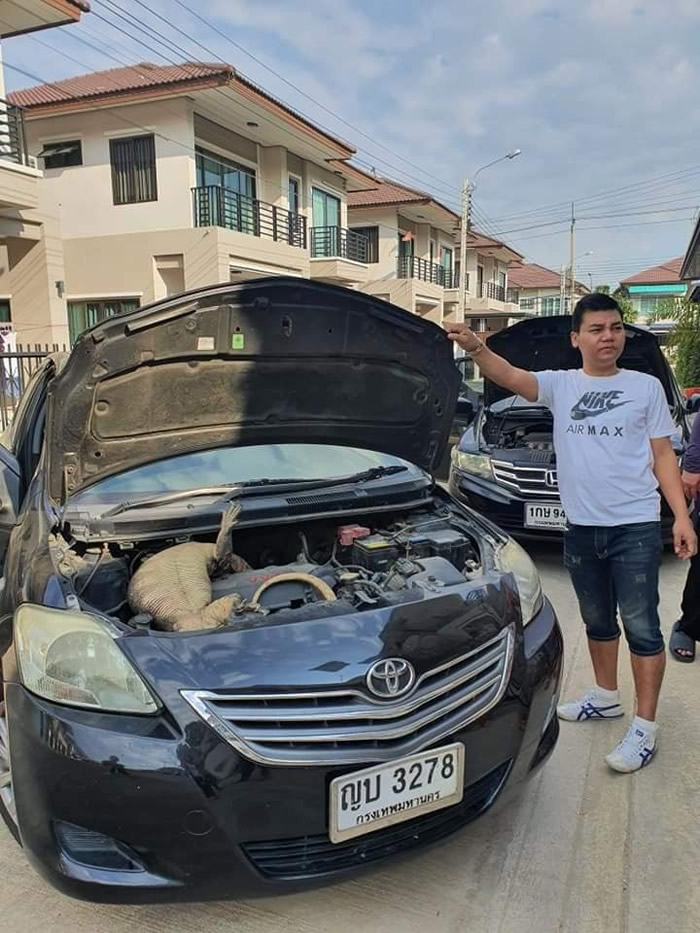泰国男子跨年发现车子发不动 打开引擎盖发现巨大蜥蜴在里面呼呼大睡