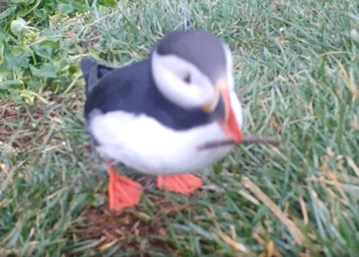 英国生物学家首次观察到海鸟使用工具来护理身体:角嘴海雀叼树枝戳自己身体
