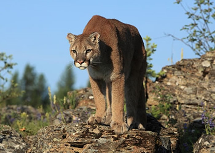 ��������ɣ��������ͼɭ��ɽ����������ʨʳ���⻭��