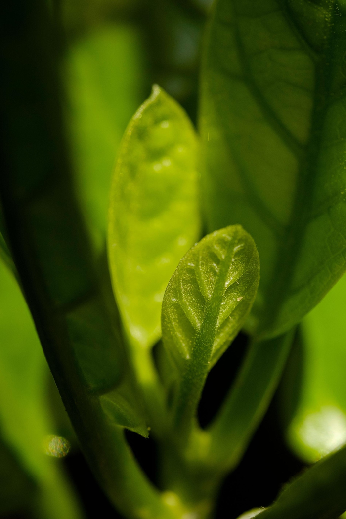 ����������Ҷ���������������ϼ������˹����ֵĿ������ľ��kaik��mako, ѧ��ΪPennantia baylisiana���Ͽ����� �ִ��ÿһ������������Դ