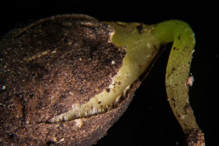 1969��һ�ݹ����������뵺����״�����������Ľ����ǣ�������������ϣ���ϵ����Ψһ�Ŀ������ľ���Ʊػ�������� ����ѧ����˹�� �Ϸ����������˽ܷ� ��άɭ�ɹ�