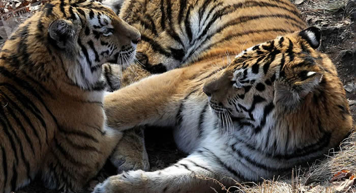 奥地利导演弗朗兹·哈夫纳(Franz Hafner)正拍摄关于俄罗斯阿穆尔虎种群的纪录片