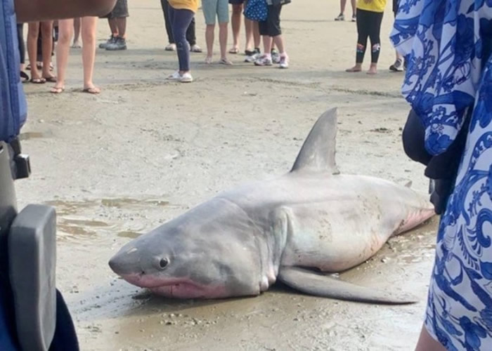 �������¿���������̲������ǳ ����һȺ����Ű����